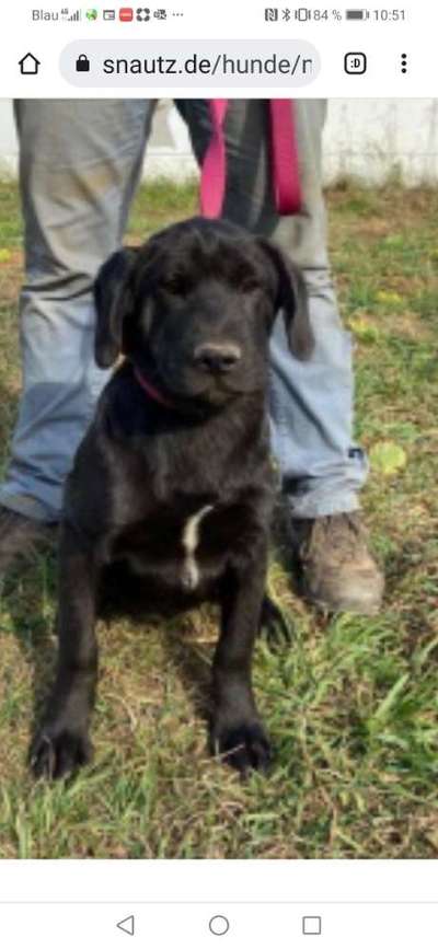 Wo sind meine Labrador Freunde-Beitrag-Bild