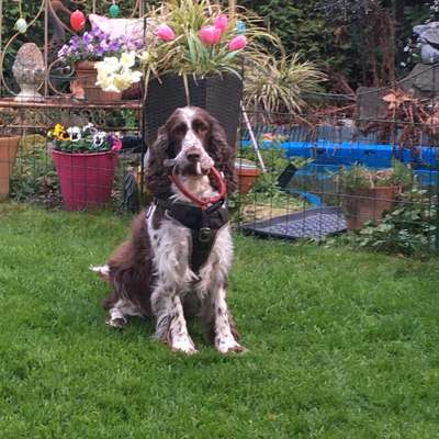 Working Cocker Spaniel - Suche Austausch, wer hat einen?-Beitrag-Bild