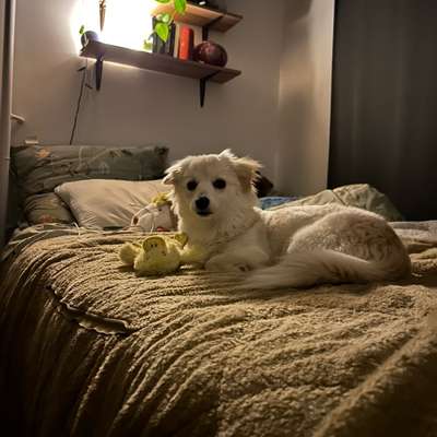 Hundetreffen-Kennenlernen/spielen/Gassi gehen-Bild