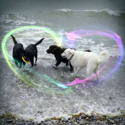 Mehrhundehaltung-Beitrag-Bild