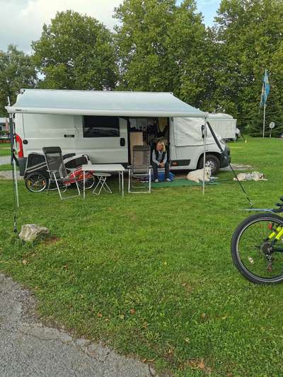 Mehrhundehaltung-Beitrag-Bild