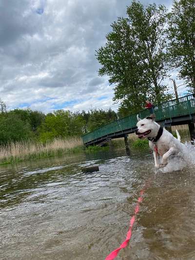 Dogorama-Monats-Challenge-Mai "Wasser"-Beitrag-Bild