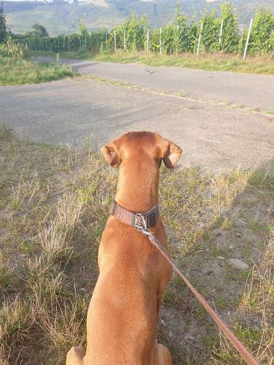 Hundetreffen-Gassi Runde Oberwesel-Bild