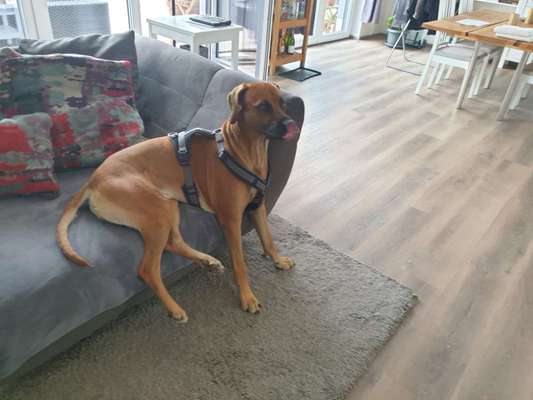 Rhodesian Ridgeback-Beitrag-Bild