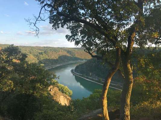 Rhodesian Ridgeback-Beitrag-Bild