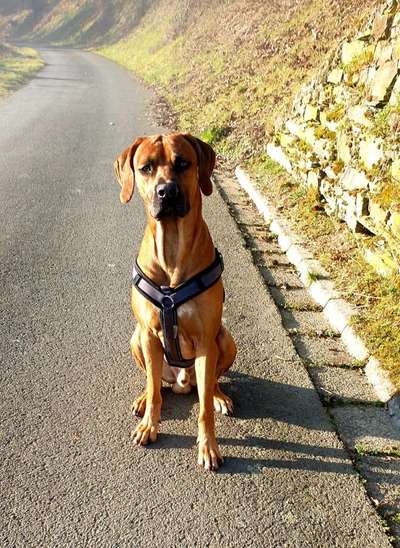 Rhodesian Ridgeback-Beitrag-Bild