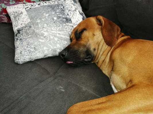 Rhodesian Ridgeback-Beitrag-Bild