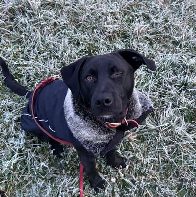 Hundetreffen-Gemeinsame Spaziergänge + Spieltreffen-Bild