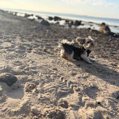 Hund abgegeben, weil Urlaub anstand? Leider kein Witz 😳-Beitrag-Bild