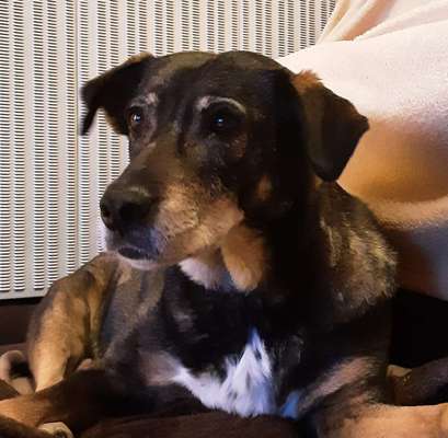 euer ältester Hund ?-Beitrag-Bild