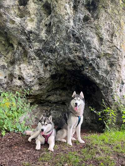 Hundetreffen-Dogtrekking, Wandern-Bild