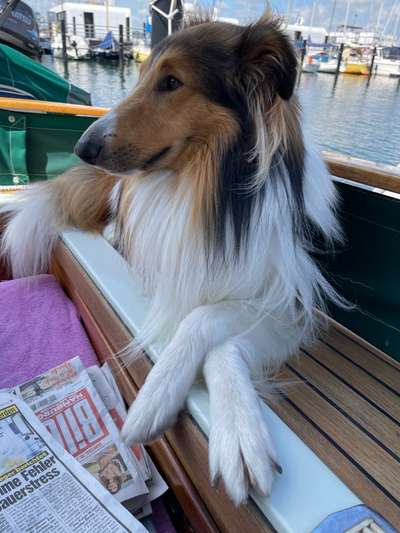 Langhaar Collies-Beitrag-Bild