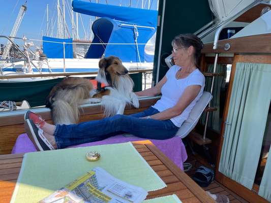 Collies gesucht-Beitrag-Bild