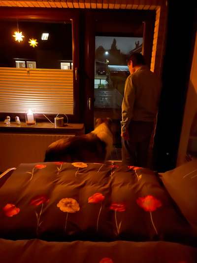 Collies gesucht-Beitrag-Bild