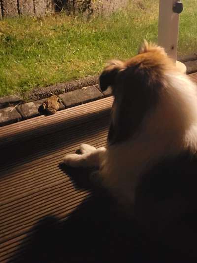 Collies gesucht-Beitrag-Bild