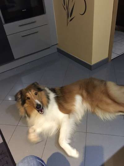 Langhaar Collies-Beitrag-Bild