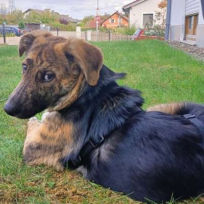 Hundetreffen-Welpen-/Junghundtreffen in Wettstetten und Umgebung-Bild