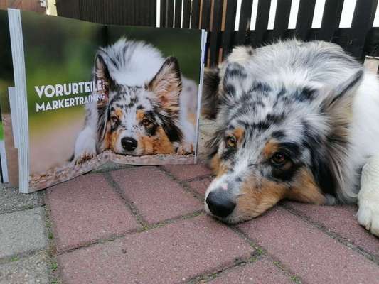 Foto's und Hundemodels-Beitrag-Bild