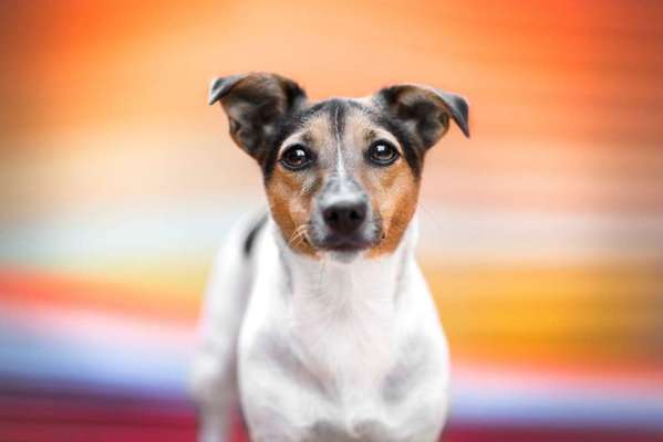 Foto's und Hundemodels-Beitrag-Bild