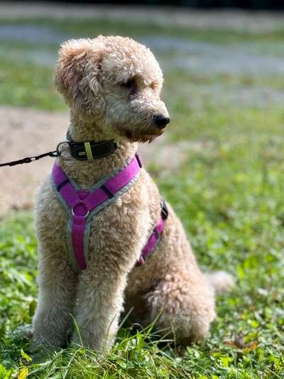 Zeigt her eure Pudel-Beitrag-Bild