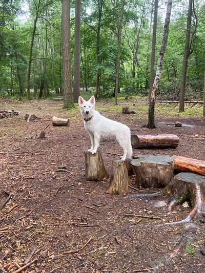 Hundetreffen-Flexible Treffen-Bild