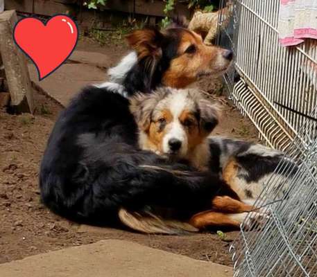 Welpen Bilder !-Beitrag-Bild