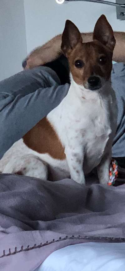 Mischlinge raten - Rätselspaß-Beitrag-Bild