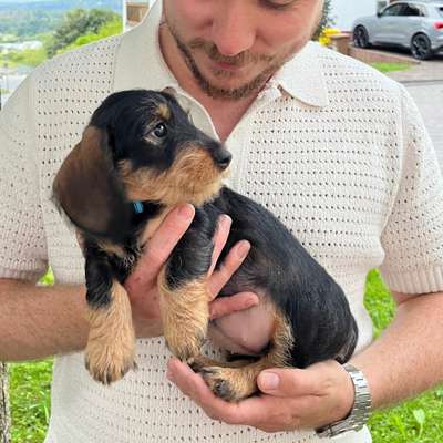 Hundetreffen-Welpentreff-Bild