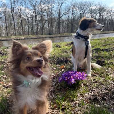 Hundetreffen-Entspannte Gassi Runde für Hundekontakt-Bild