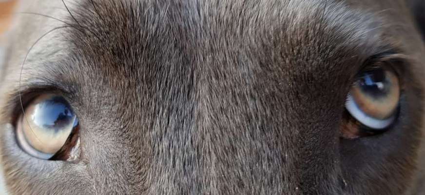 Zeigt mir die tollste Nahaufnahme von eurer Fellnase-Beitrag-Bild