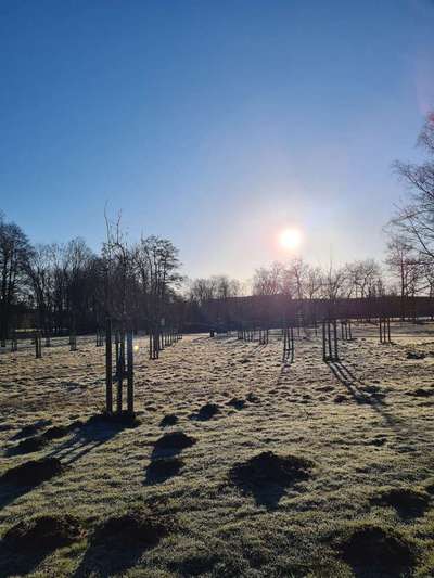 Hundeauslaufgebiet-Berliner Park-Bild