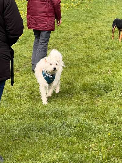 TierschutzhundeStammtisch🐕-Beitrag-Bild