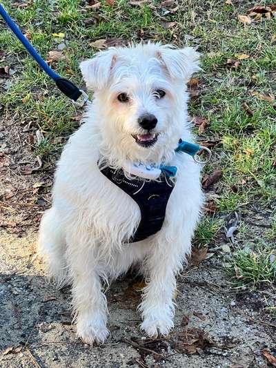 TierschutzhundeStammtisch🐕-Beitrag-Bild