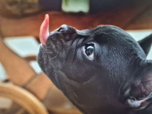 Fotochallenge Nr. 59 - Mein Hund zeigt die Zunge-Beitrag-Bild