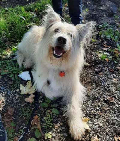 Die Dogorama Kalender Challenge Titelbild-Beitrag-Bild