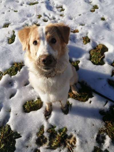 FOTOCHALLENGE 72 - Glücklicher Hund im Schmuddel-Look-Beitrag-Bild