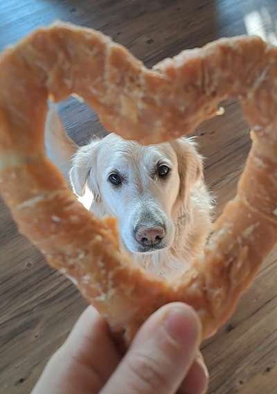 Dogorama Photo Challenge - Durchblick-Beitrag-Bild