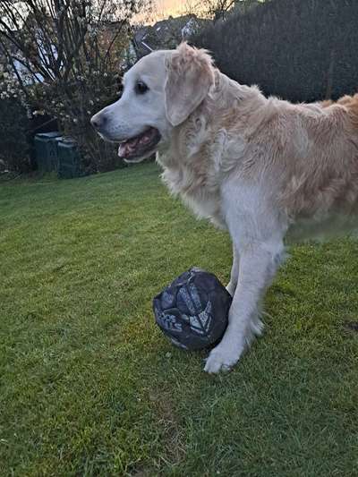 Dogorama Photo Challenge - Hunde in Action-Beitrag-Bild