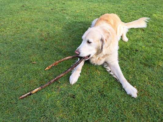 Dogorama Photo Challenge - Hündische Haushaltshilfe-Beitrag-Bild