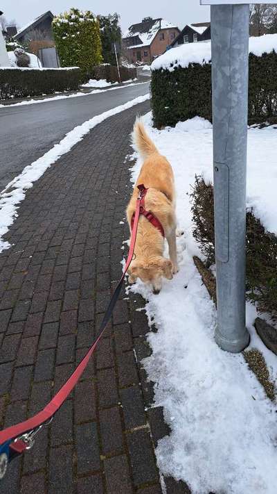 Dogorama Photo Challenge- Der Nase nach-Beitrag-Bild