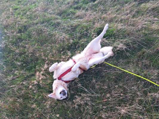 Dogorama Photo Challenge - Wälzen-Beitrag-Bild