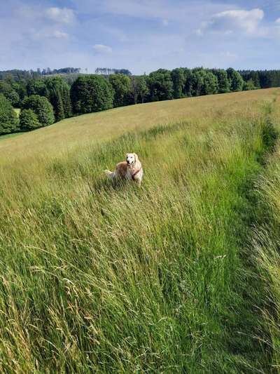 Die Dogorama Kalender Challenge Teil 3/4-Beitrag-Bild
