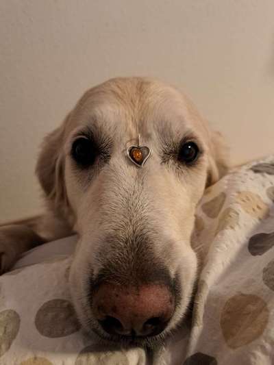 Dogorama Photo Challenge - Herzenshund-Beitrag-Bild