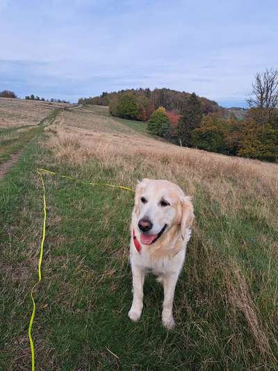 Dogorama Photo Challenge - an der Leine-Beitrag-Bild