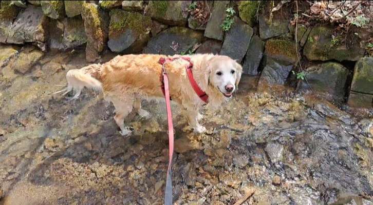 Dogorama Photo Challenge - Frühlingserwachen-Beitrag-Bild