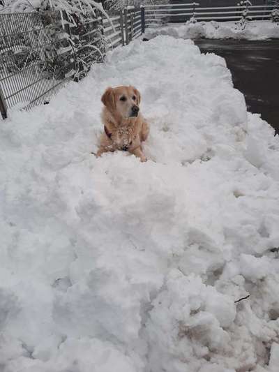 Die Dogorama Kalender Challenge Teil 2/4-Beitrag-Bild