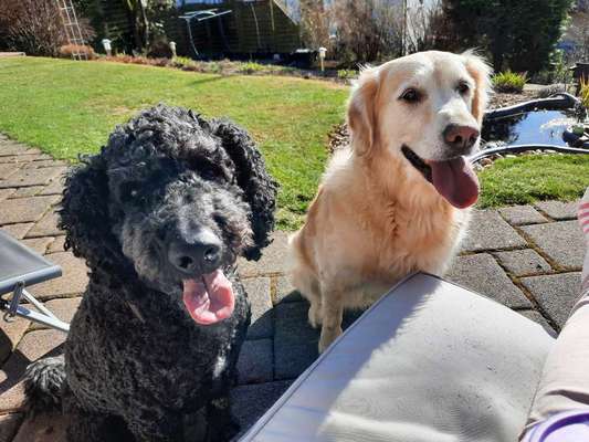 Bester Freund, Hundekumpel - zeigt her!-Beitrag-Bild