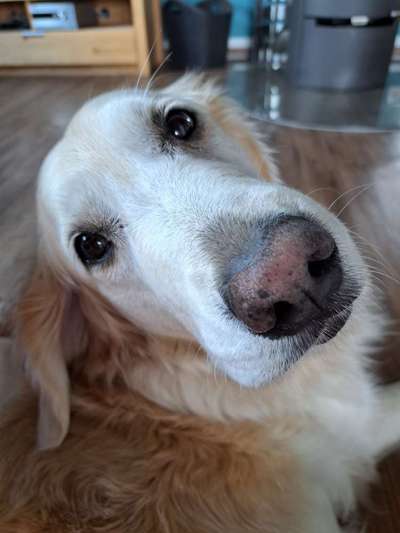 Dogorama Photo Challenge - Details Ganz nah-Beitrag-Bild