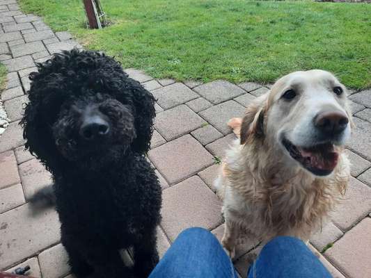 Bester Freund, Hundekumpel - zeigt her!-Beitrag-Bild