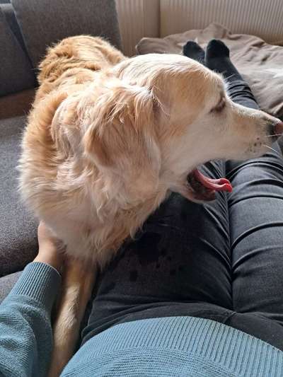 Dogorama Photo Challenge - besondere Eigenschaften-Beitrag-Bild